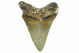 Serrated, Juvenile Megalodon Tooth - North Carolina #361725-1